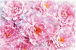 (image for) Peonies